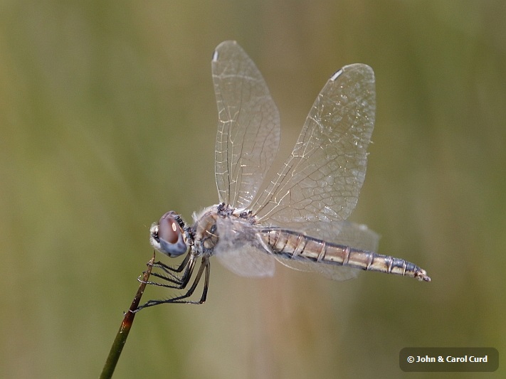 J16_1866 Selysiothemis nigra female.JPG